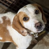 LIZZIE BEE, chienne à adopter