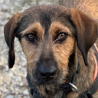 LEELA, chienne à adopter