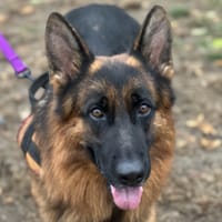 UPPER, chien à adopter