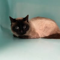 ANONG QCT, chatte à adopter
