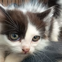 KHOL C, chat à adopter