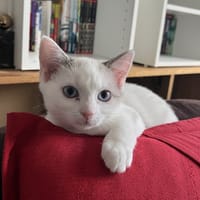 GISELE, chatte à adopter