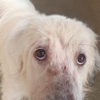 Björn, chien à adopter