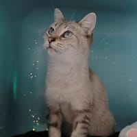 Rita (en cours d'adoption), chatte à adopter