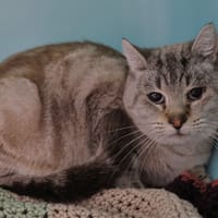 CASSIS, chatte à adopter