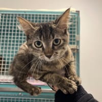 QUITO, chatte à adopter