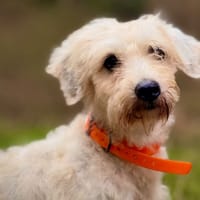 GHOSTY, chien à adopter