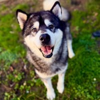 RONY, chien à adopter