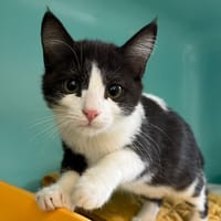 NANOUK, chatte à adopter