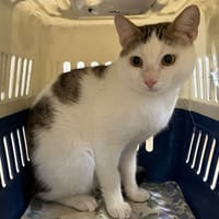BASTOS, chat à adopter