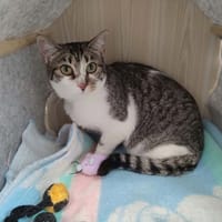 ANTILOPE QCT, chatte à adopter