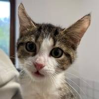 BAMY, chatte à adopter