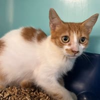 QINGHAI, chat à adopter