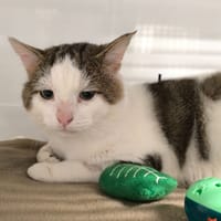 SHIRO, chat à adopter