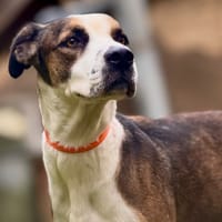 BECASSINE, chienne à adopter