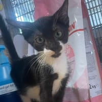 AMO, chat à adopter