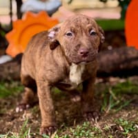 VOLKA, chienne à adopter