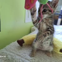 TAHITI, chatte à adopter