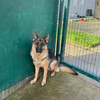 VIRGULE QCN, chienne à adopter