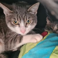 ABBIE, chatte à adopter
