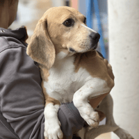 PANAME, chienne à adopter
