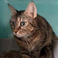 PLUME, chatte à adopter
