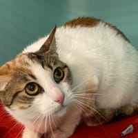 KALI, chatte à adopter