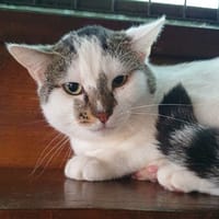 TWEETY CHA, chat à adopter