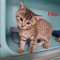 FILOU, chat à adopter