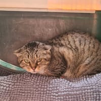 Ozzy, chat à adopter
