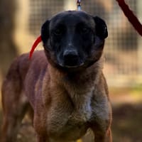 SIMBA, chienne à adopter