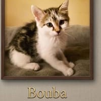 BOUBA, chat à adopter