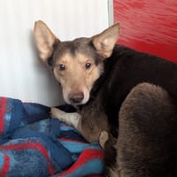 Kevin, chien à adopter