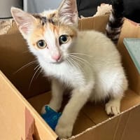 SHELBY, chatte à adopter