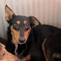 Steven, chien à adopter