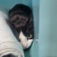 Biscotte, chatte à adopter