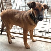 CHARYBDE, chien à adopter