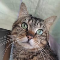 ANTONIO, chat à adopter