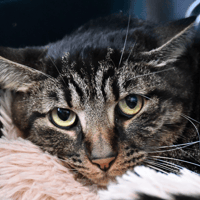 Tedd, chat à adopter