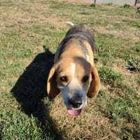 PIXIE QCN, chienne à adopter