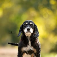 Bernard, chien à adopter