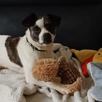 SAMOUSA, chien à adopter