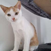 VAKANS, chat à adopter
