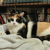 Calie, chatte à adopter