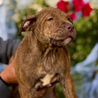 BREK, chien à adopter