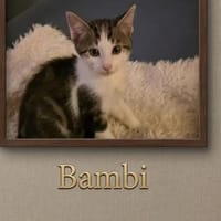 BAMBI, chat à adopter