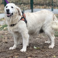 SIERRA, chienne à adopter