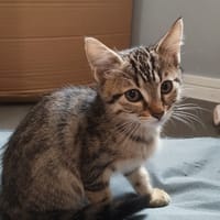 CHEERIOS C, chat à adopter