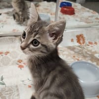 CHOCAPIC C, chat à adopter
