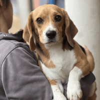 THALASSA, chienne à adopter